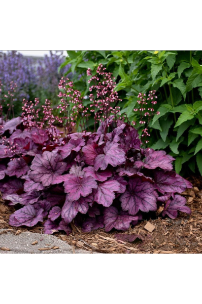 Гейхера гібридна Wild Rose на клумбі